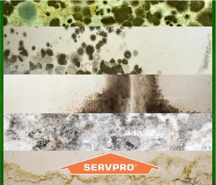 SERVPRO mold picture